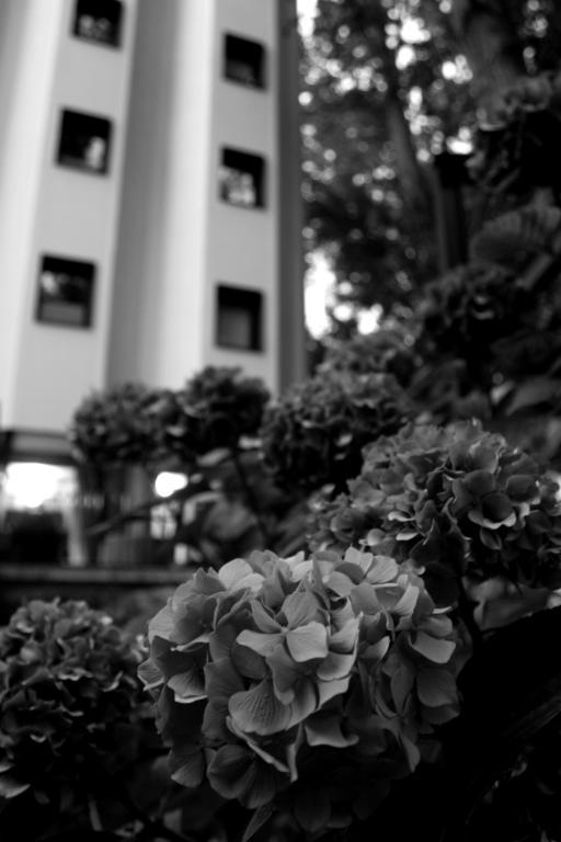 Hotel Tximista Estella Dış mekan fotoğraf